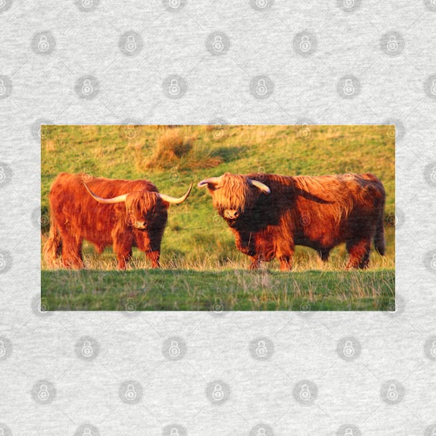 Highland Cows in the Sun by Jane Braat